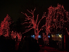 112 Toledo Zoo Light Show [2008 Dec 27]